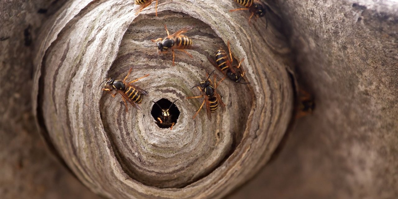 Wasps and hornets elimination