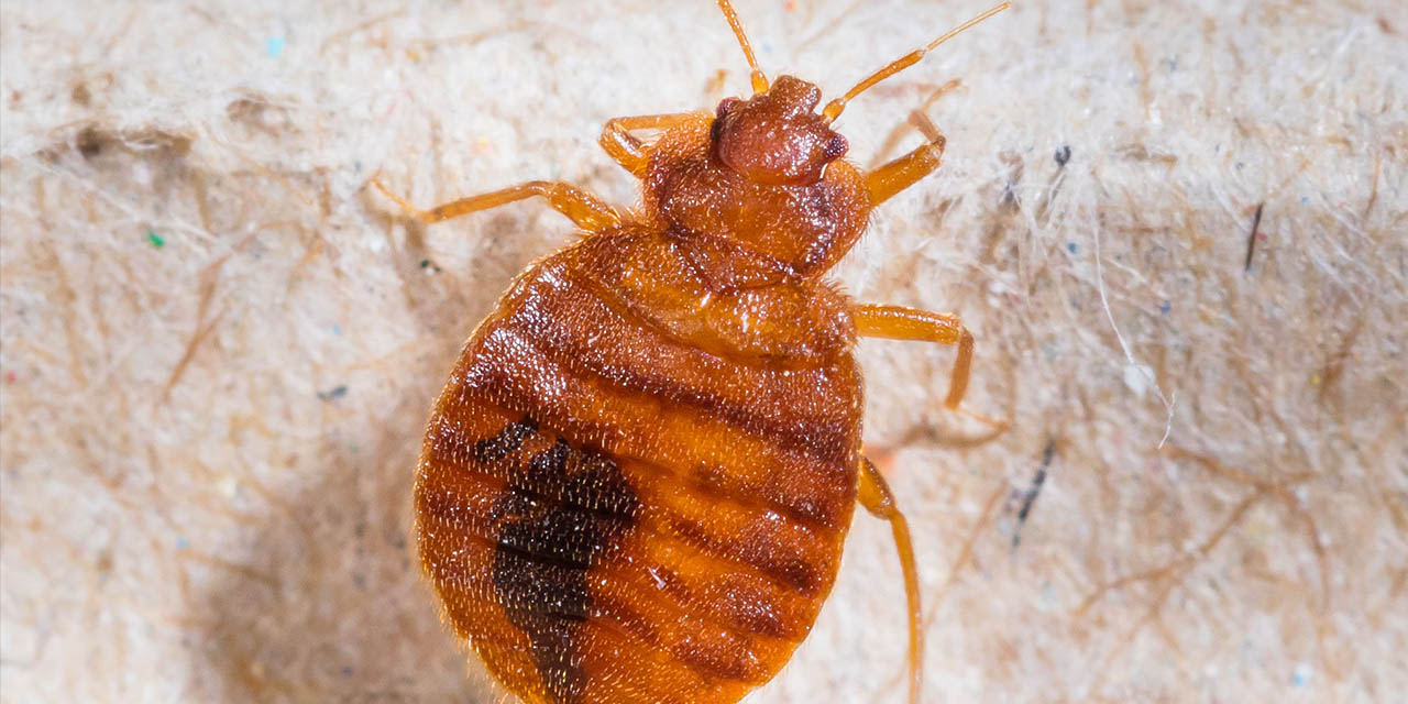Disinsection of bed bugs