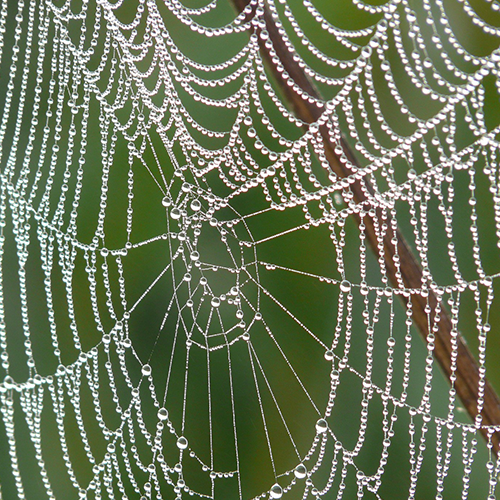 Spiders treatments