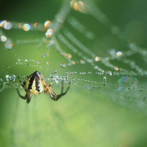 Spiders treatments