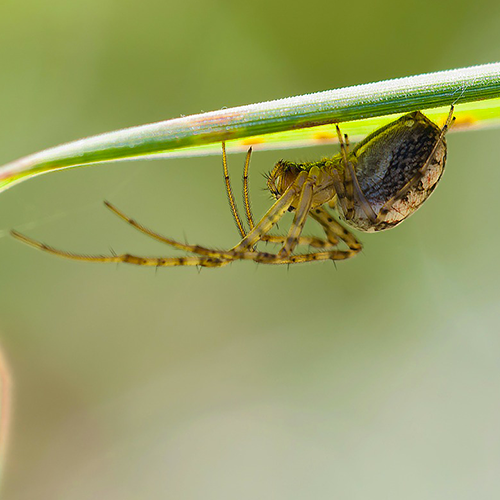 Spiders treatments