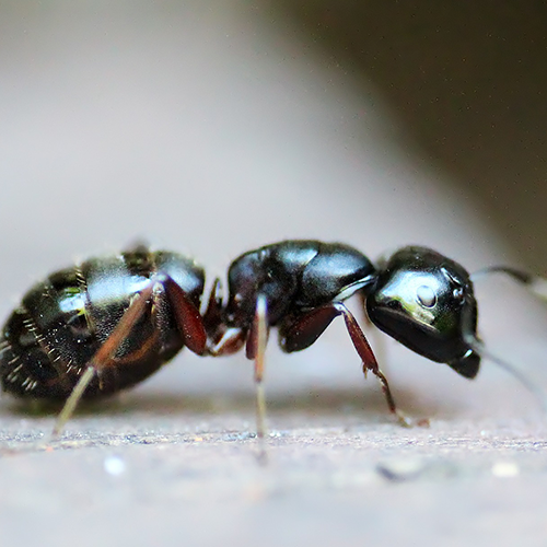 Ants treatment