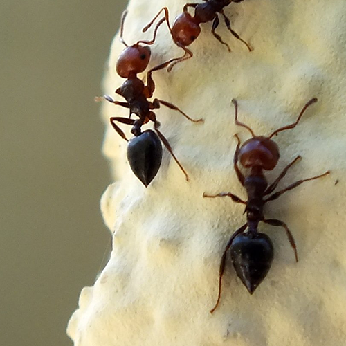 Ants treatment