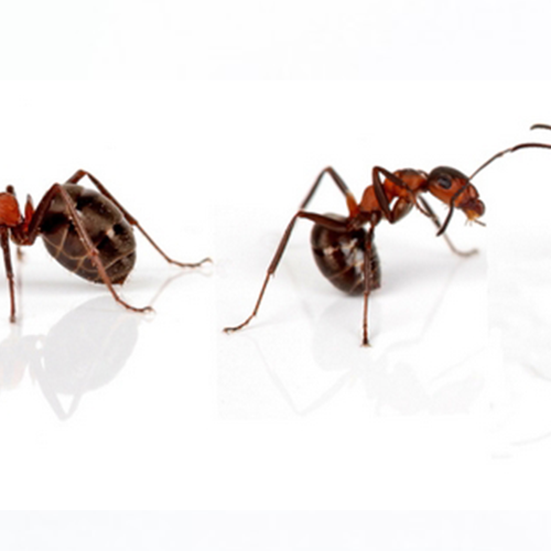 Ants treatment