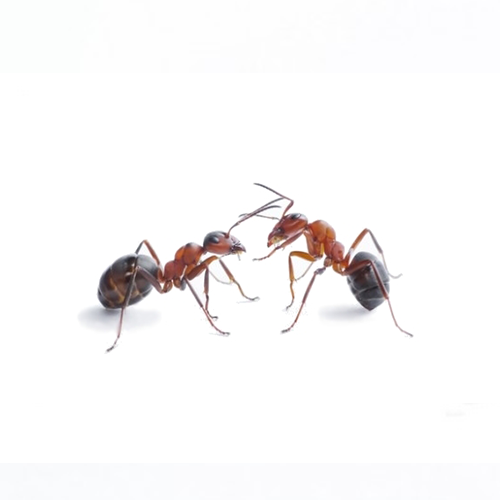 Ants treatment