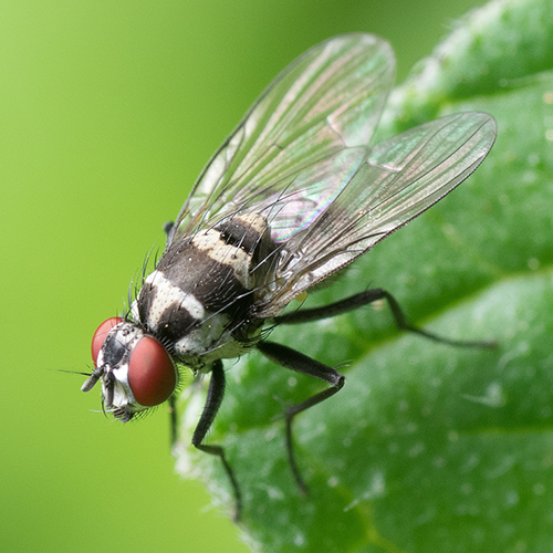 Traitement Insectes Volants