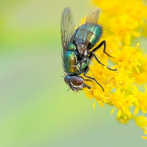 Traitement Insectes Volants