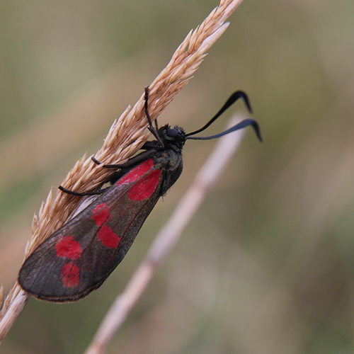 Traitement Insectes Volants