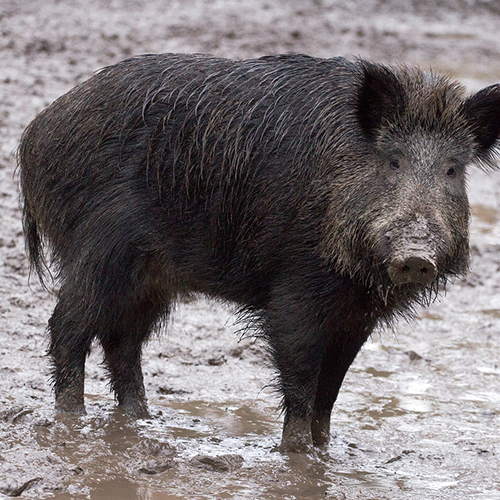 Wild boars treatments