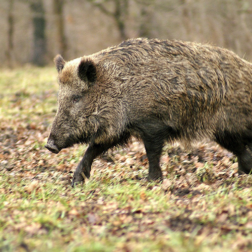 Wild boars treatments