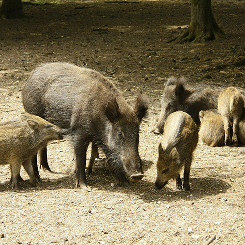 Wild boars treatments