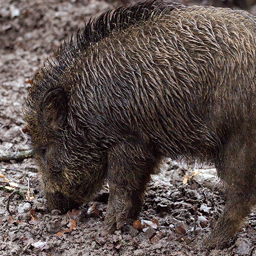 Wild boars treatments