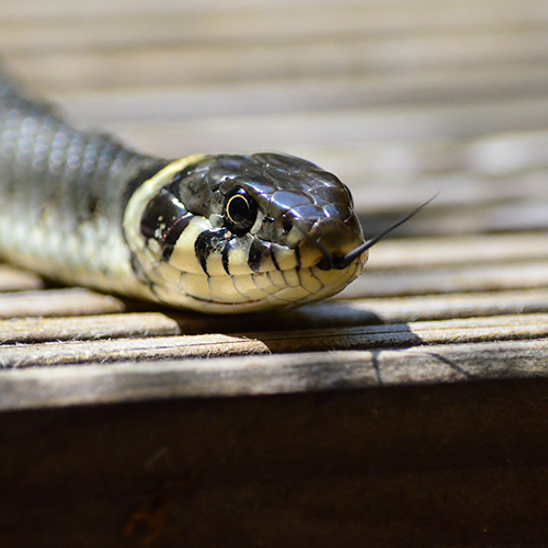 Snakes treatments