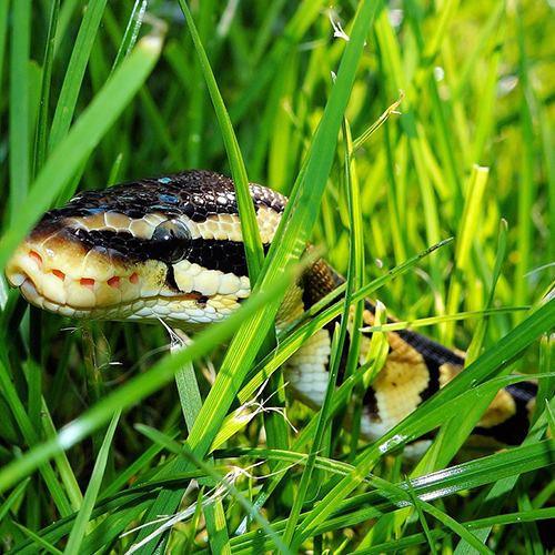 Snakes treatments