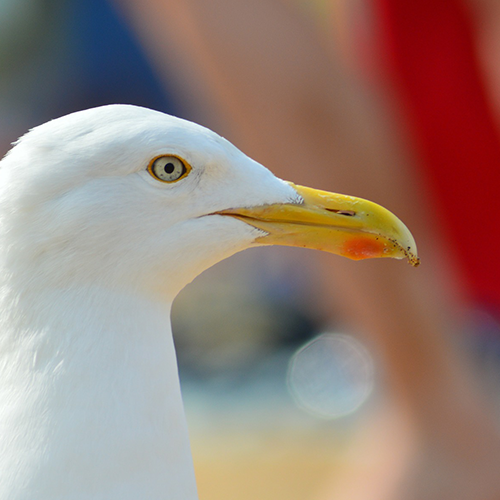 Bird control