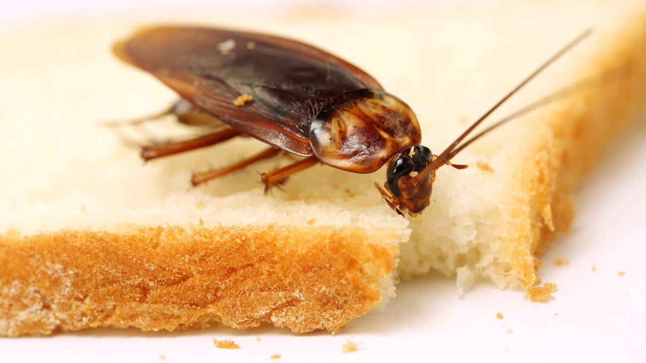 cockroach