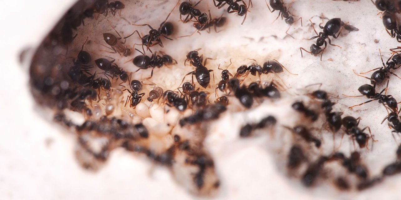 Eradication of ants