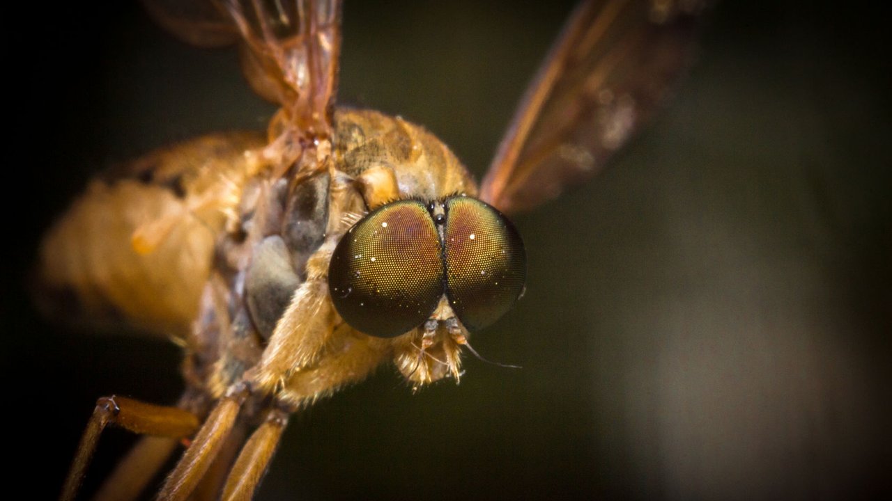 insectes-volants