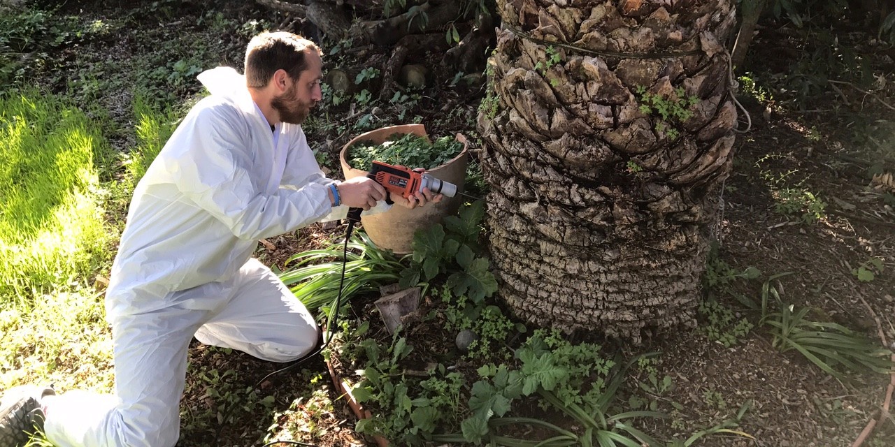 Fighting palm trees pests insects