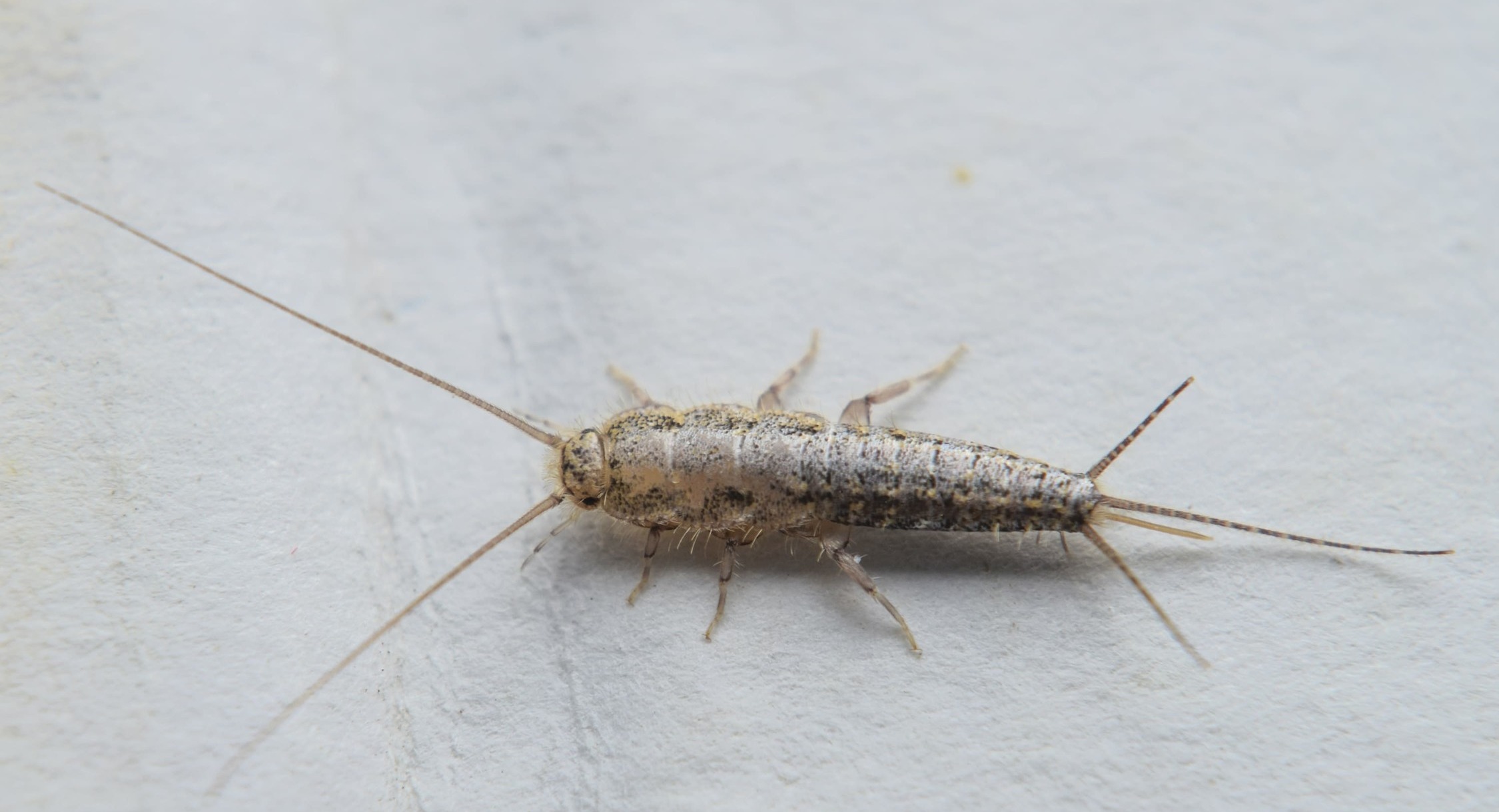 Disposal of silverfish