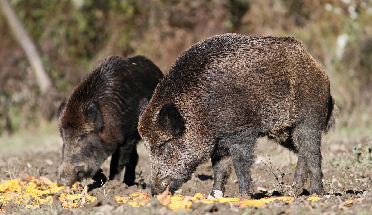 boar