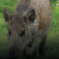 Wild boars